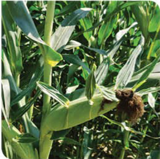 agn591-corn