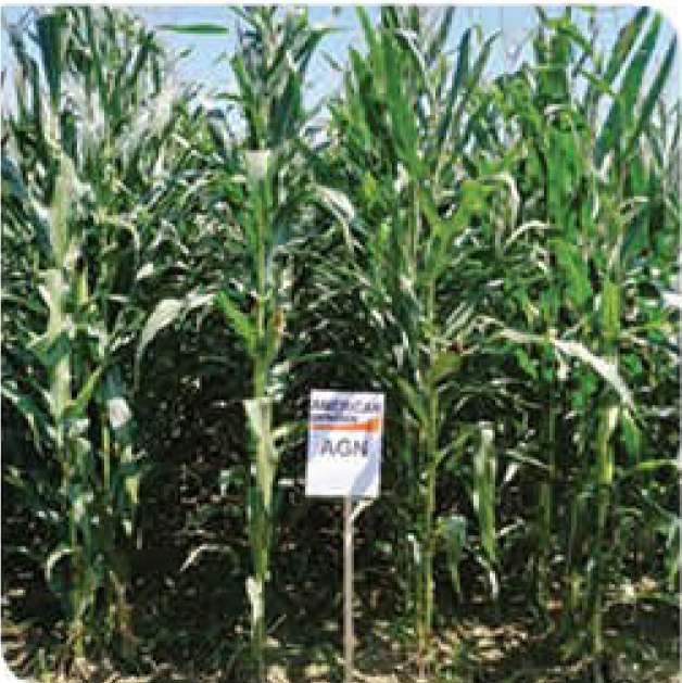 agn591-corn