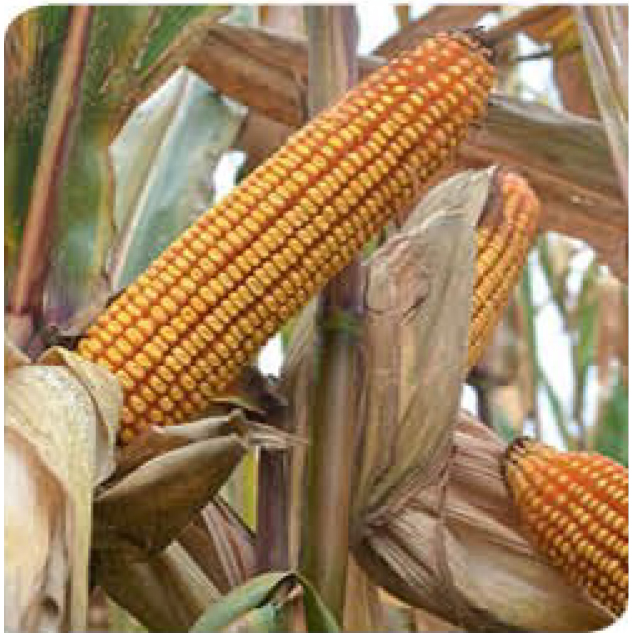 agn591-corn