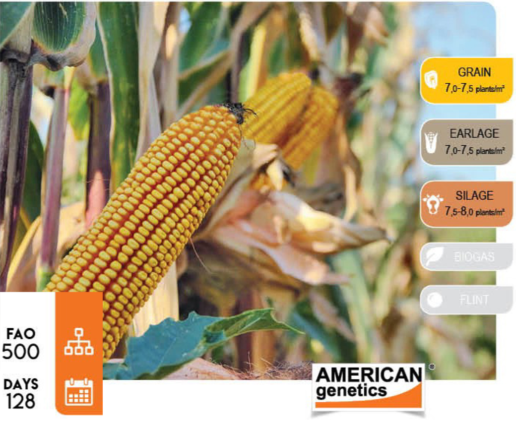 agn593-corn