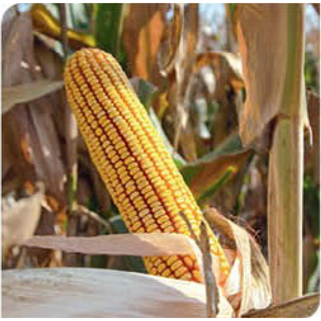 agn593-corn