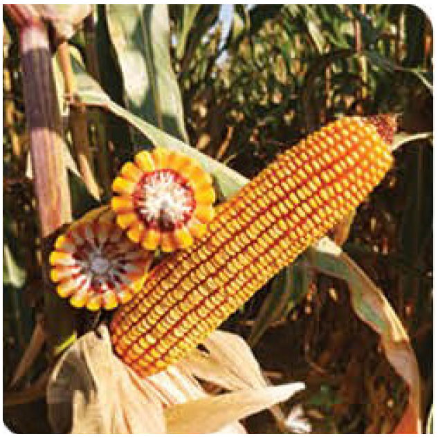 agn593-corn