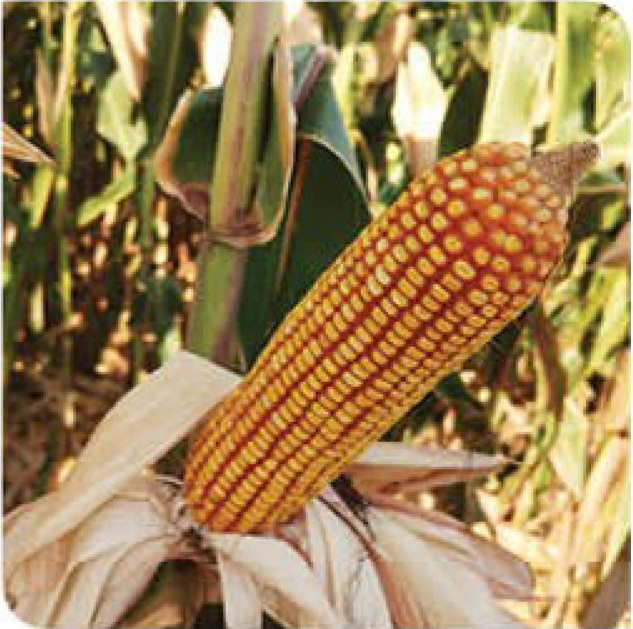 agn593-corn