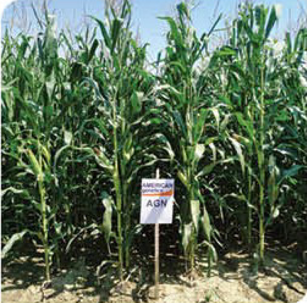 agn593-corn