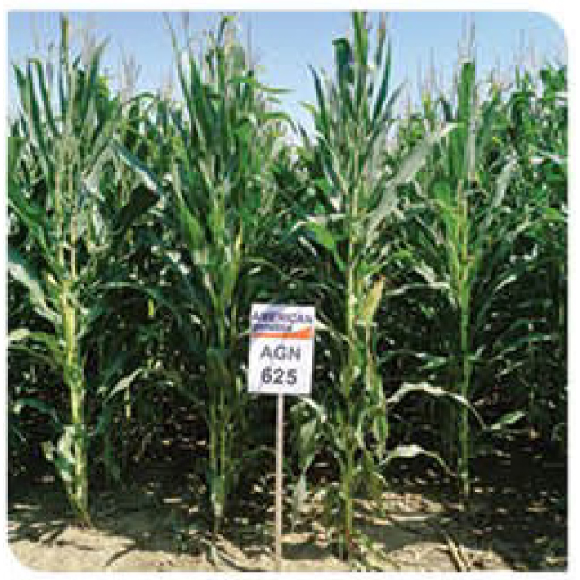AGN625