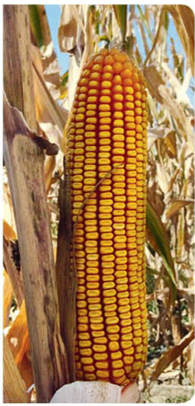 AGN625