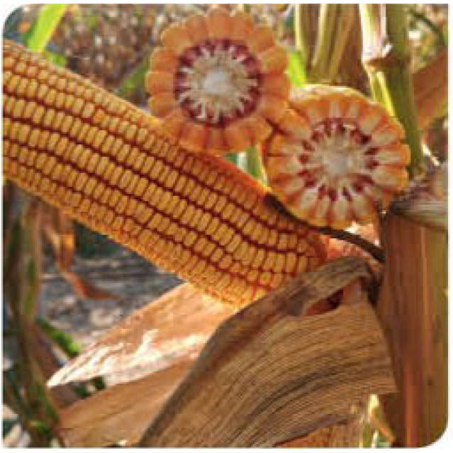 ahipara-corn