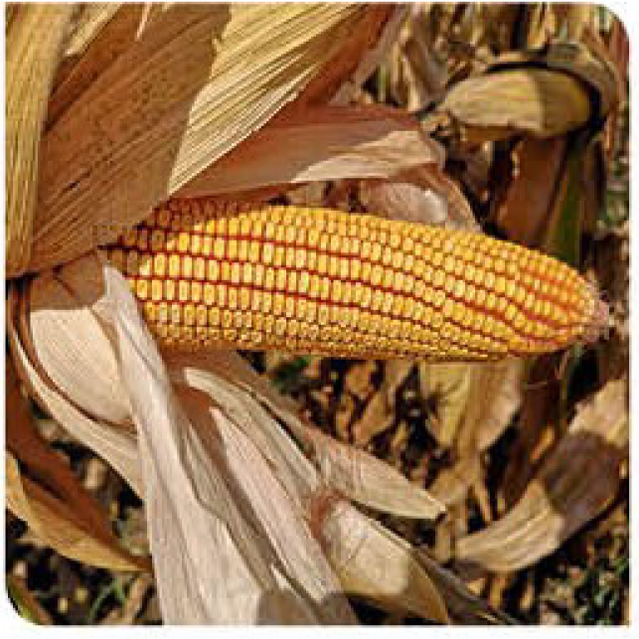 ahipara-corn