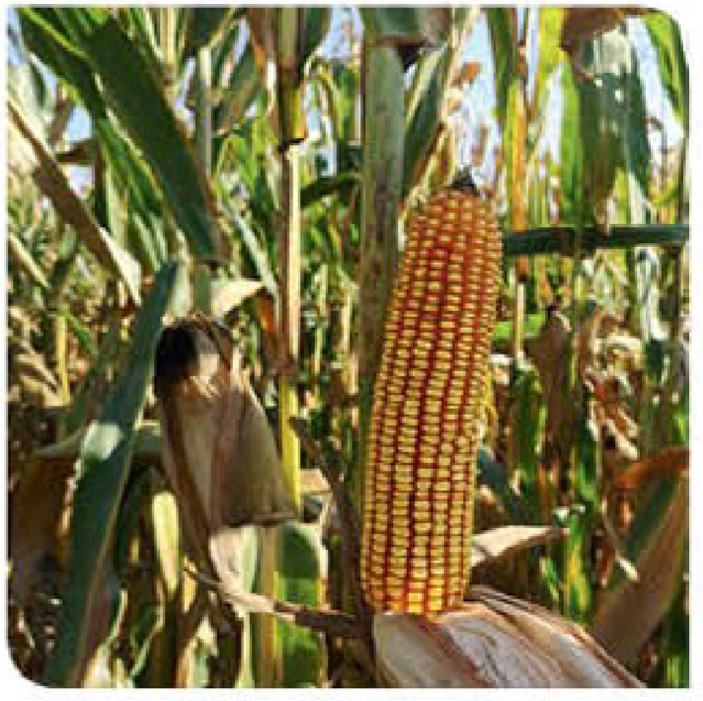 ahipara-corn