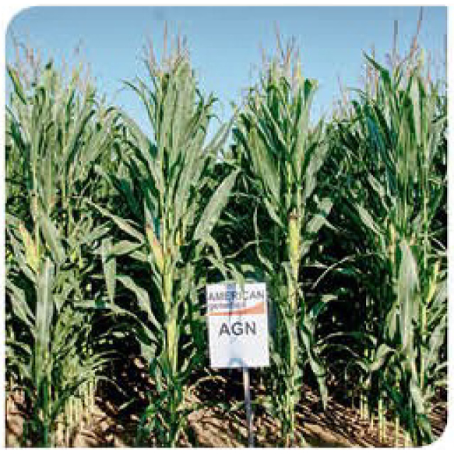 ahipara-corn