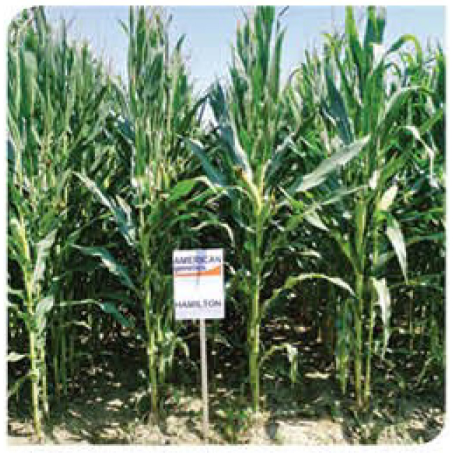 Hamilton-corn
