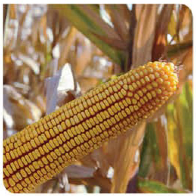 Hamilton-corn