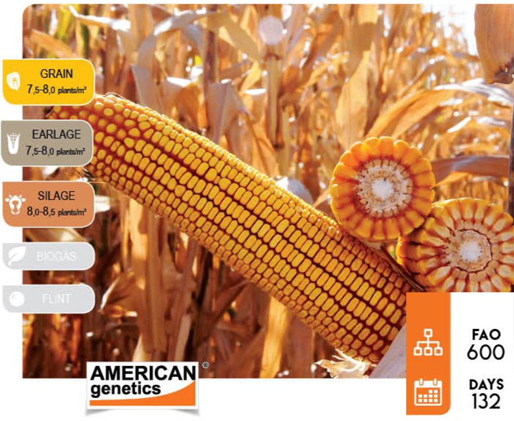 Hamilton-corn