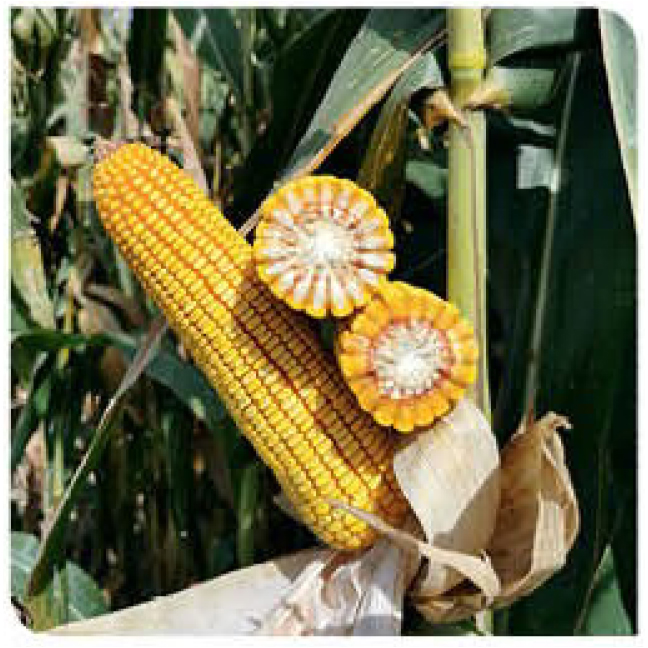 Hamilton-corn