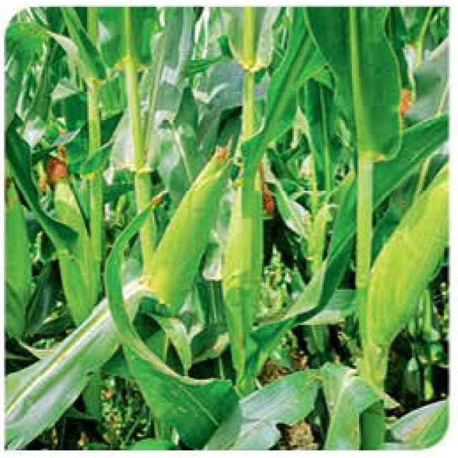 Hamilton-corn
