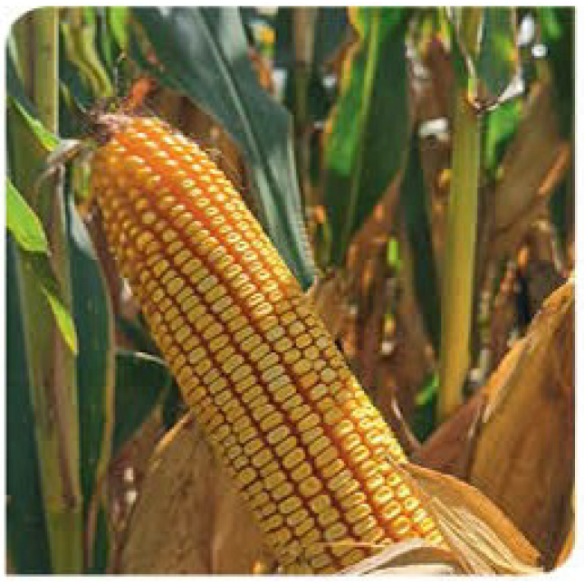 Jameson-corn