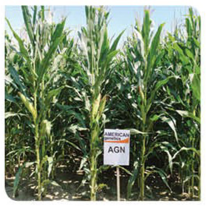 Jameson-corn