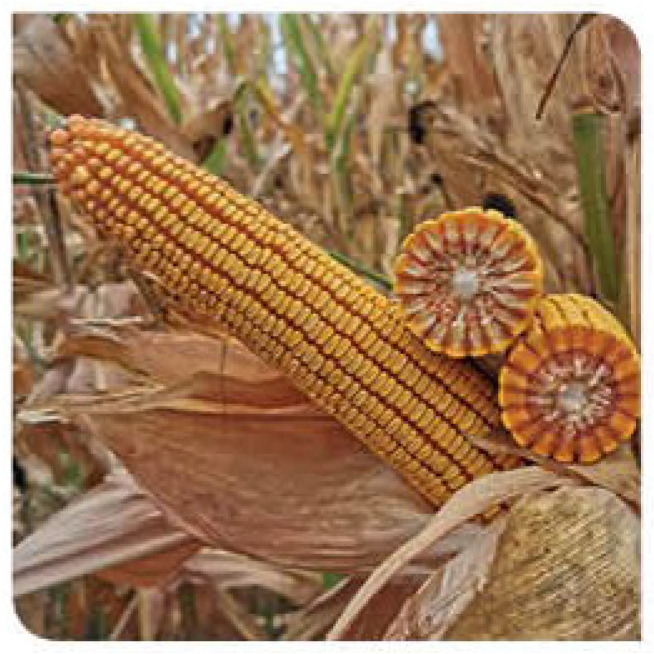 Jameson-corn