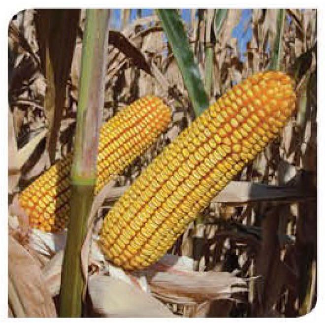 Jameson-corn