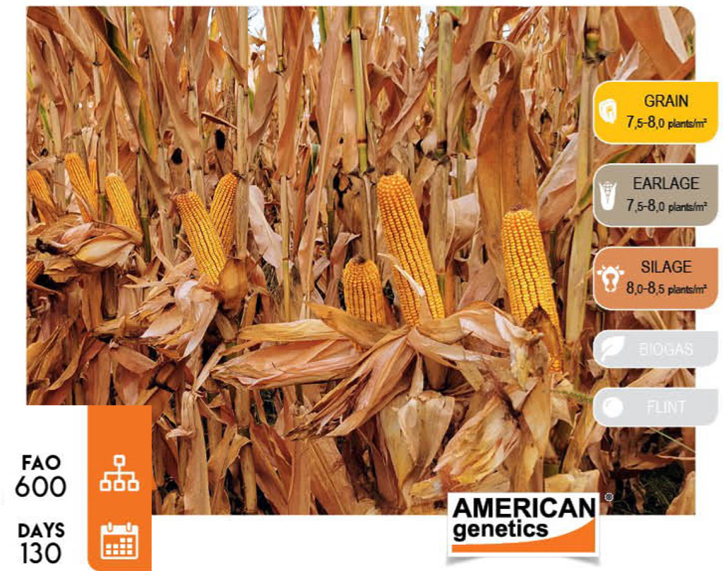 Jameson-corn