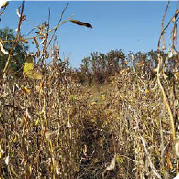 indian-gold-soybean