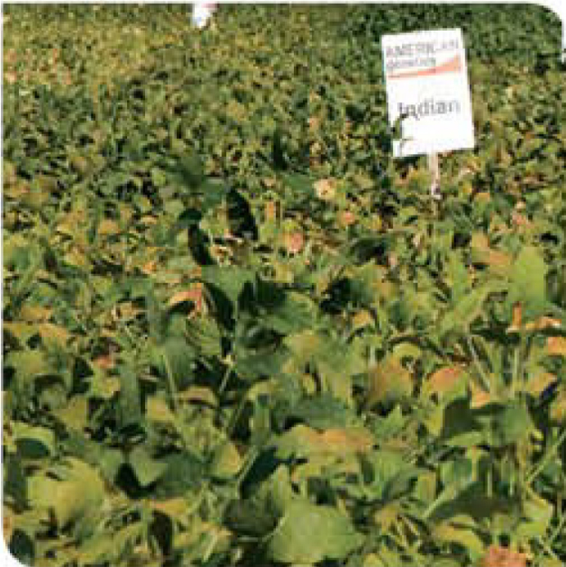 indian-gold-soybean