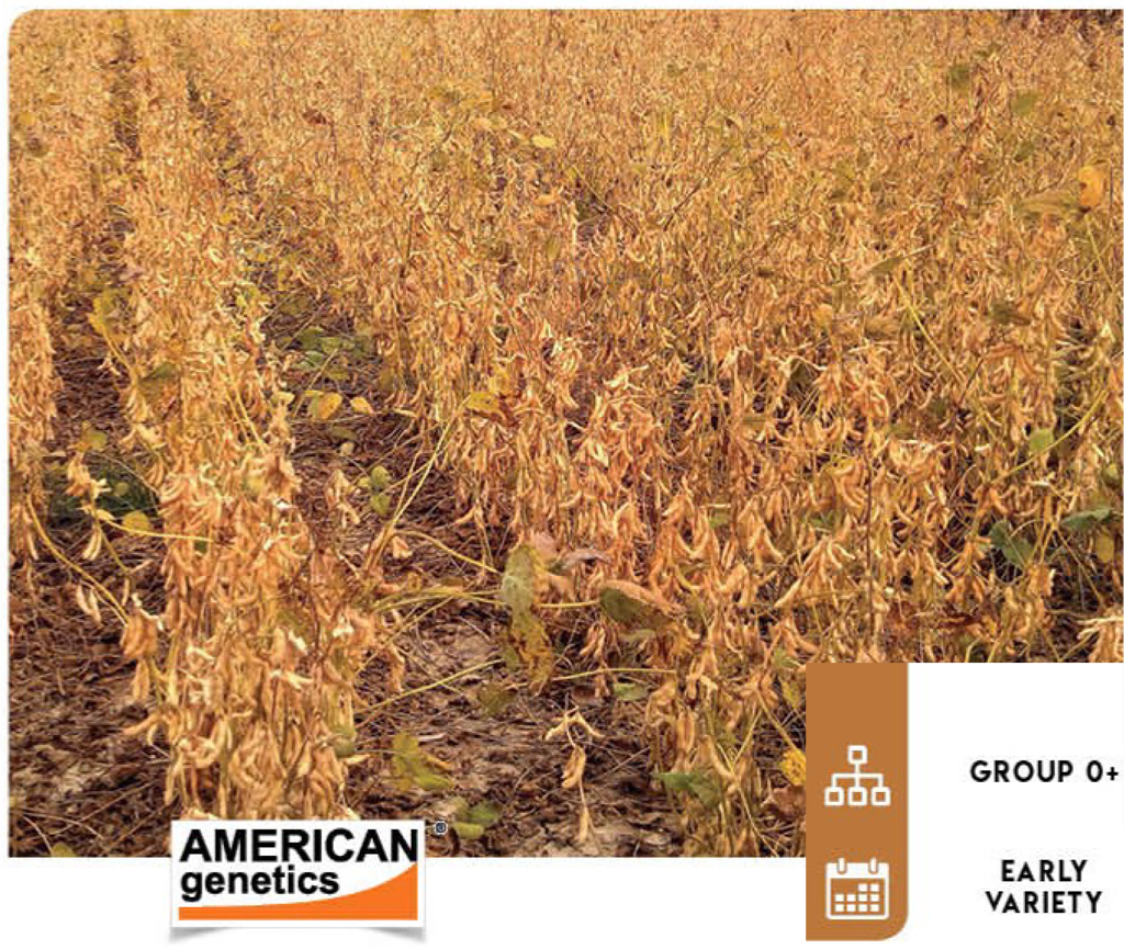 indian-gold-soybean