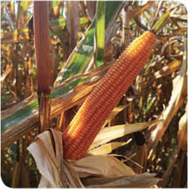 iridel-corn