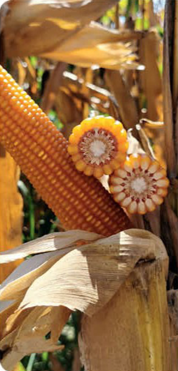 iridel-corn