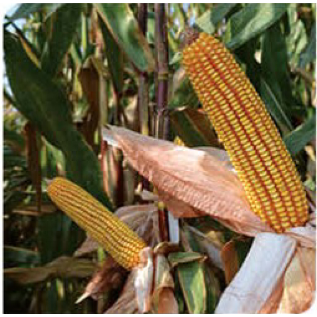 pico-corn