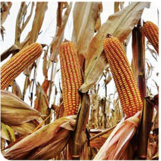 pico-corn
