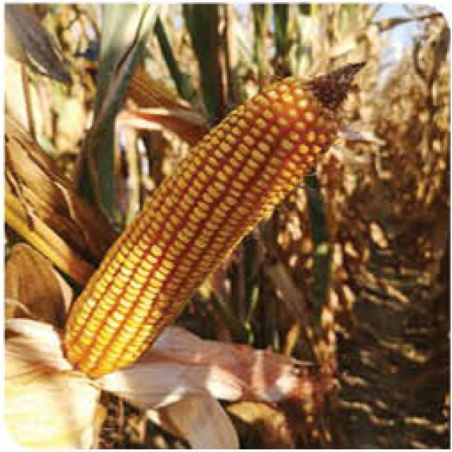 pico-corn