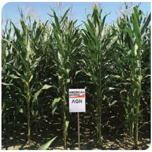 pico-corn