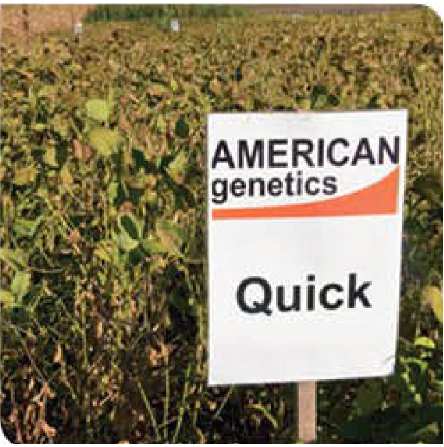 quick-soybean