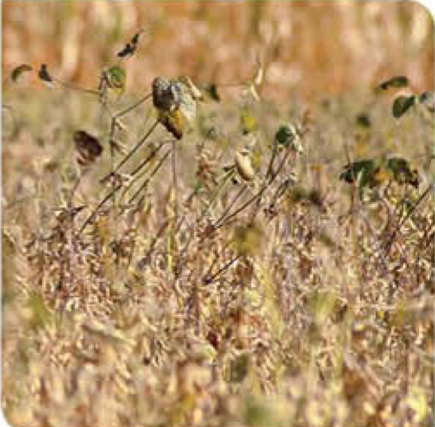 quick-soybean