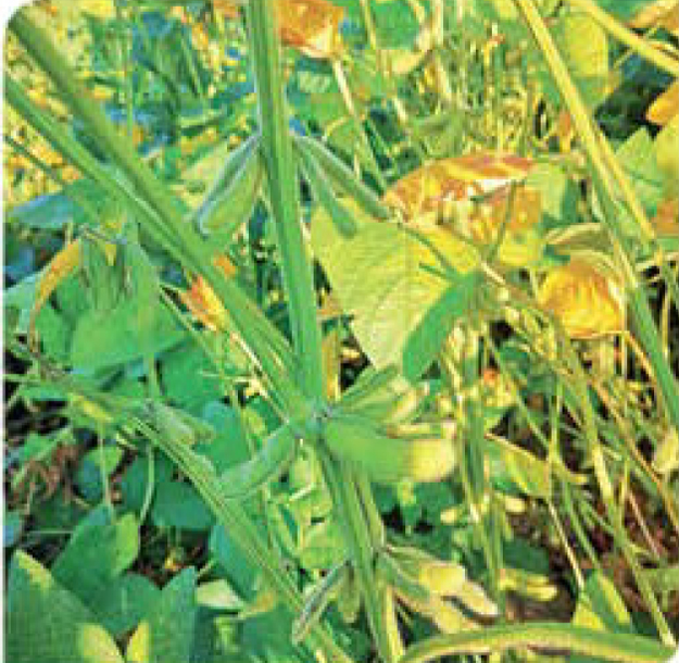 quick-soybean