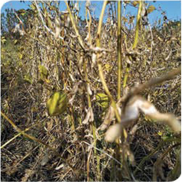 target-soybean