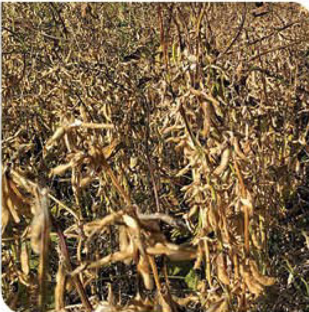 target-soybean