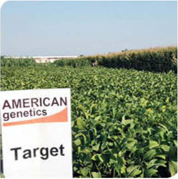 target-soybean