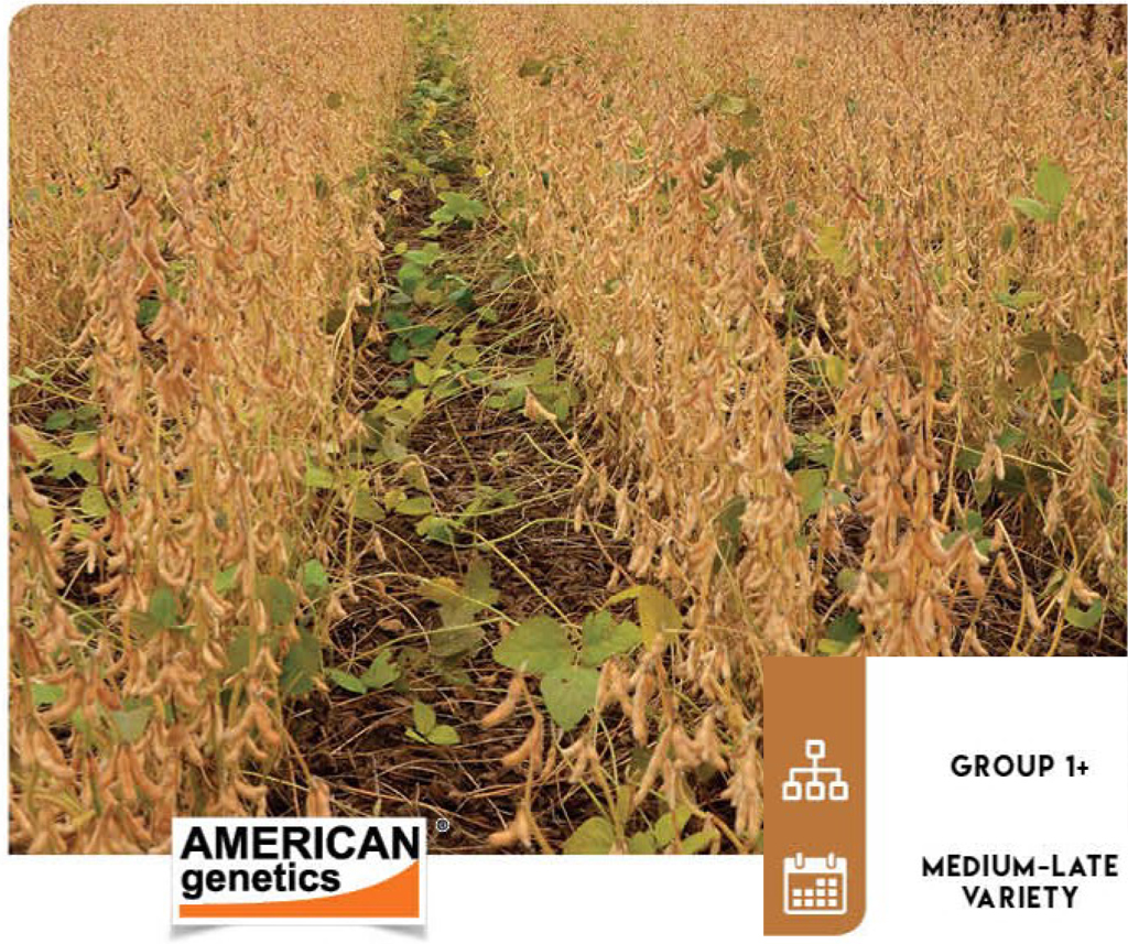 target-soybean
